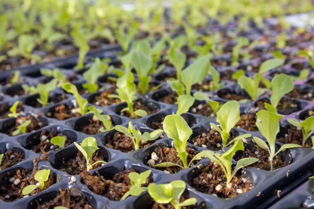 Comenzó la entrega de plantines de verduras a productores de Río Grande.