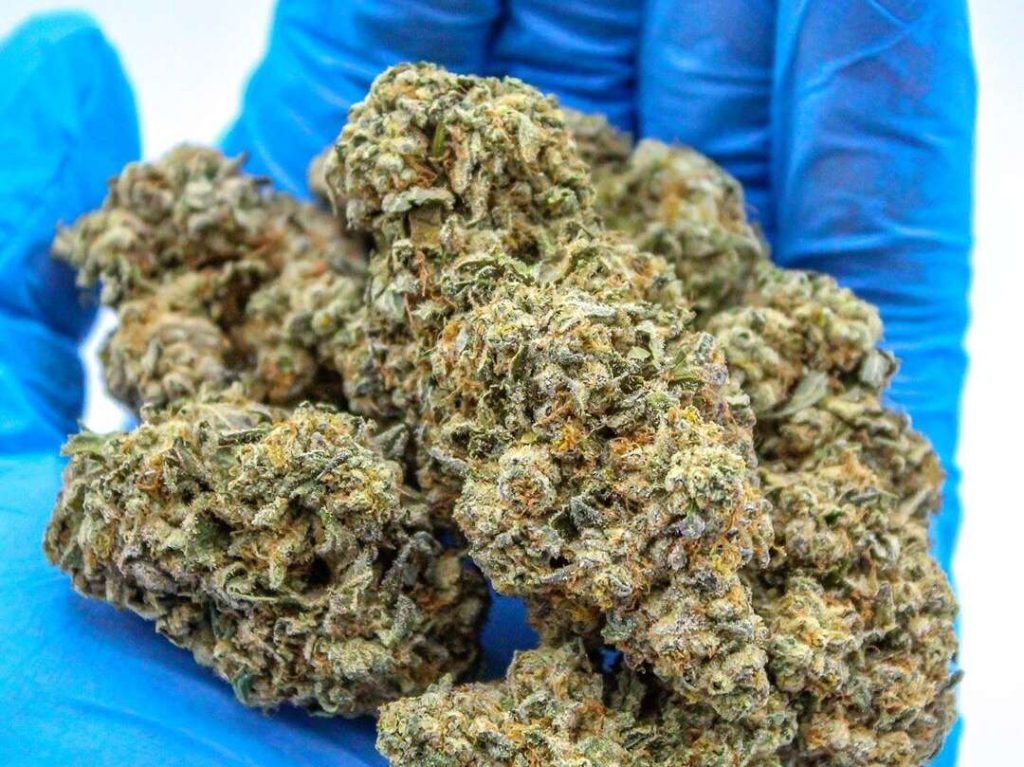 El CBD podría combatir infecciones resistentes a los antibióticos