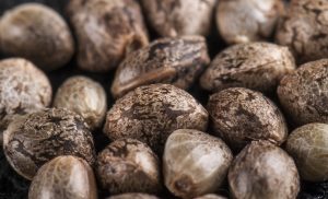 Thc65 Sumario Tapa Semillas 300x182