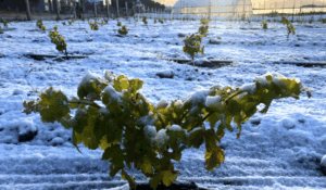 20251028174936 Vid1 300x175